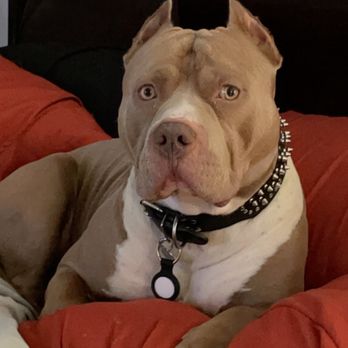 K9 Kingdom - Our baby - Pet Sitting Near Me K9 Kingdom - Our baby - Pet Sitting Near Me