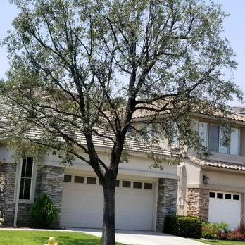 Premium Tree Service - After picture - Tree Services Near Me Premium Tree Service - After picture - Tree Services Near Me