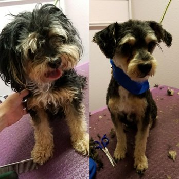 Pawsitive vibes pet grooming - Pet Groomers Near Me - Nice, California