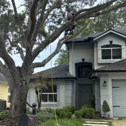 Noe Trees