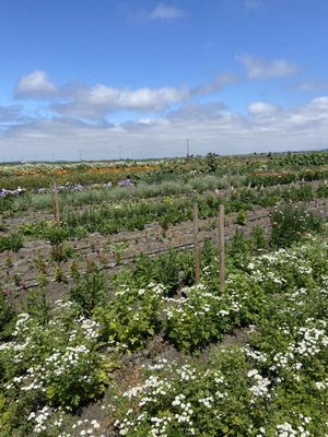 The Farm in Salinas by null