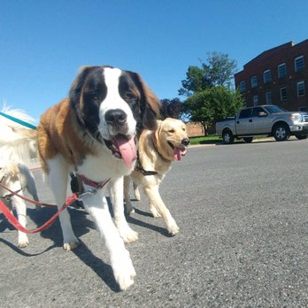 Dog Fam - Dog Walkers Near Me - Baltimore, Maryland Dog Fam - Dog Walkers Near Me - Baltimore, Maryland
