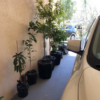 Mimosa Nursery - Nurseries & Gardening Near Me - Los Angeles, California Mimosa Nursery - Nurseries & Gardening Near Me - Los Angeles, California