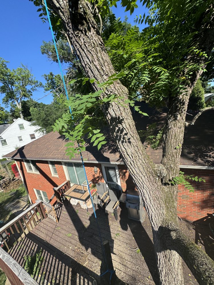 Jeremy Tree Service & Landscaping - tree service in Shelbyville, KY