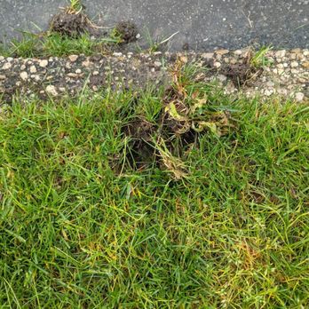 Jimmy's Lawn Sprinkler Services - Shredded lawn - Irrigation Near Me - Merrick, New York