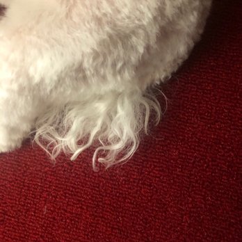 John's Pet Grooming - Pet Groomers Near Me - Orangevale, California