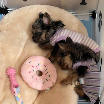Teacup Yorkies In Texas - Both girls got them both sleeping the toys literally bigger them them in some cases - Pet Breeders Near Me Teacup Yorkies In Texas - Both girls got them both sleeping the toys literally bigger them them in some cases - Pet Breeders Near Me