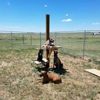 Woofters Top Dog - group place command - Pet Training Near Me - Mulvane, Kansas Woofters Top Dog - group place command - Pet Training Near Me - Mulvane, Kansas