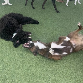 Bed & Biscuits Groomingdales - Girlfriend #36 ??? - Pet Groomers Near Me - Santa Cruz, California
