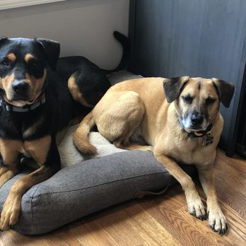 Stress-Free K9 - Dog Walkers Near Me
