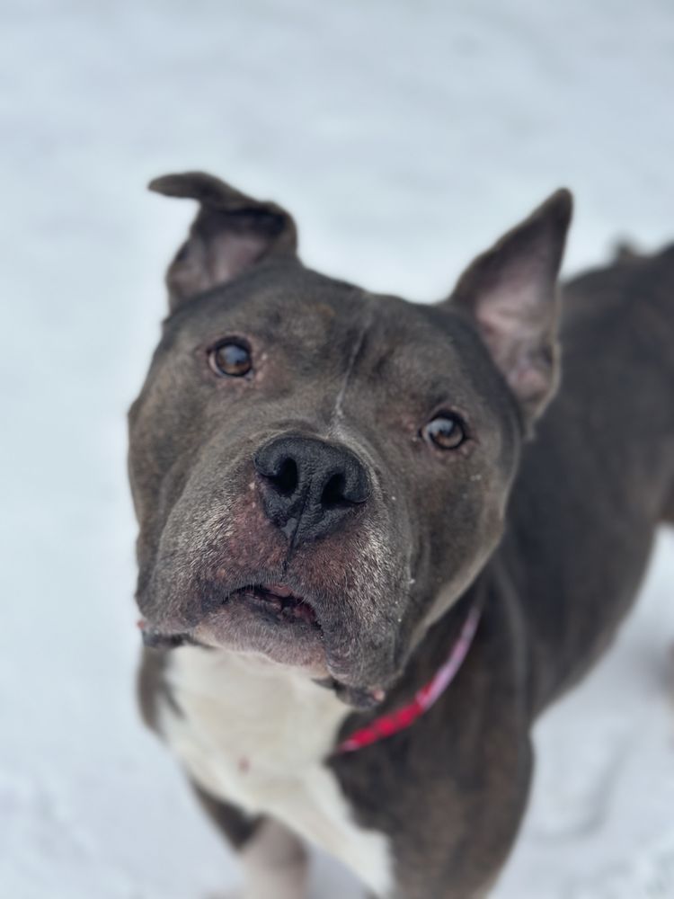 Liv & Lo Canine - pet boarding facility in Rochester, NY