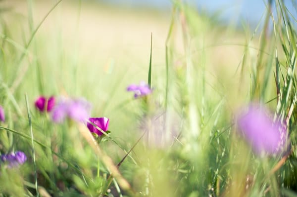 Konza Prairie Biological Station by null