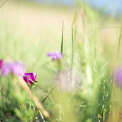 Konza Prarie Biological Station - Wild flowers