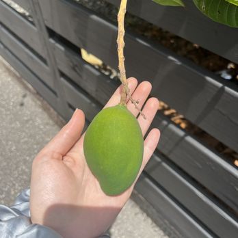 Sweet Soul - Green mango, so cute - Juice Bars & Smoothies Near Me - Tampa, Florida Sweet Soul - Green mango, so cute - Juice Bars & Smoothies Near Me - Tampa, Florida