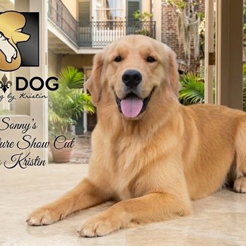 Top Dog Grooming - Pet Groomers Near Me - New Orleans, Louisiana Top Dog Grooming - Pet Groomers Near Me - New Orleans, Louisiana