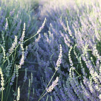 123 Farm - Lavender fields - Farmers Market Near Me - Cherry Valley, California 123 Farm - Lavender fields - Farmers Market Near Me - Cherry Valley, California
