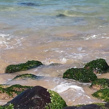 Laniakea Beach - Beaches Near Me - Haleiwa, Hawaii Laniakea Beach - Beaches Near Me - Haleiwa, Hawaii