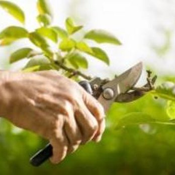 Arborscape Tree Care - Tree Pruning Vancouver WA (360) 944-5124 - Tree Services Near Me - Vancouver, Washington Arborscape Tree Care - Tree Pruning Vancouver WA (360) 944-5124 - Tree Services Near Me - Vancouver, Washington
