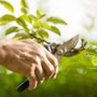 Photo of Arborscape Tree Care
