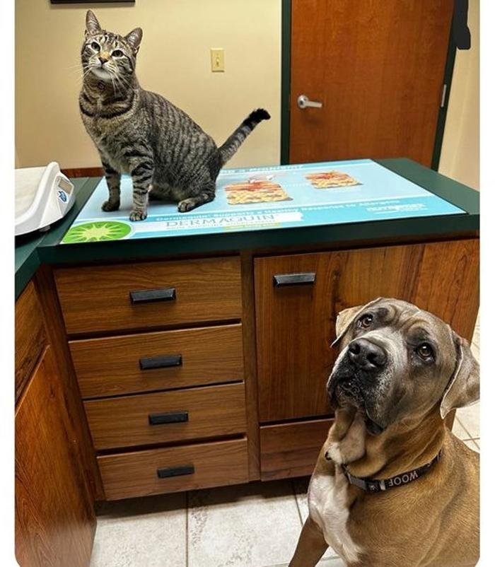 SEAFORD ANIMAL HOSPITAL Updated September 2024 15 Photos 22661