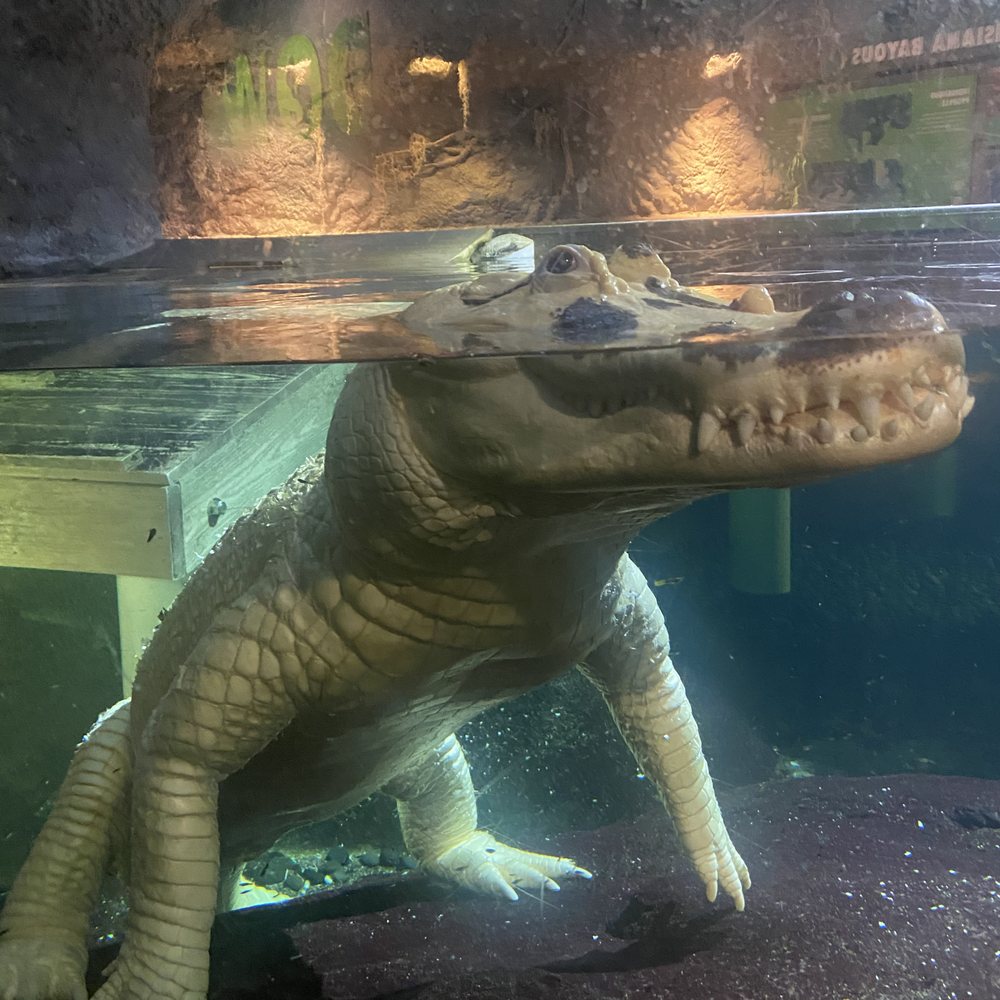 Audubon Aquarium - White Alligator - Aquariums Near Me - New Orleans, Louisiana Audubon Aquarium - White Alligator - Aquariums Near Me - New Orleans, Louisiana