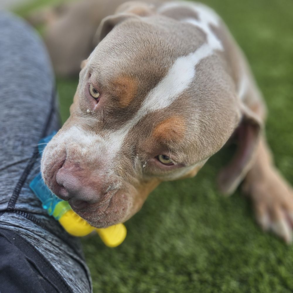 Resort4Paws - Pet Boarding Near Me - Clarksville, Indiana