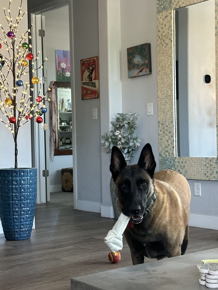 Mak Pack Dog Training & Boarding - pet boarding facility in Chandler, AZ