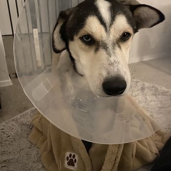 VEG ER for Pets - Blue is on the road to recovery:) - Emergency Pet Hospital Near Me - Dallas, Texas VEG ER for Pets - Blue is on the road to recovery:) - Emergency Pet Hospital Near Me - Dallas, Texas