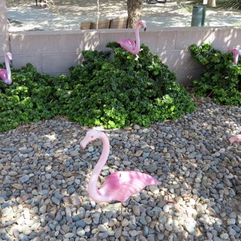 Flamingos By Night - undefined - Party Supplies Near Me