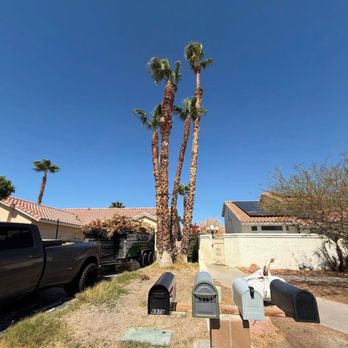 Rolando’s Tree Service - Tree Services Near Me - Hemet, California Rolando’s Tree Service - Tree Services Near Me - Hemet, California