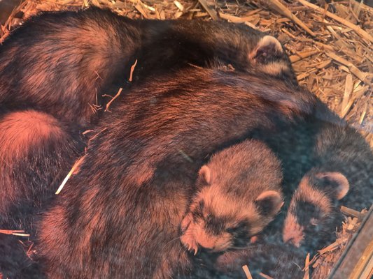 Alpenzoo Innsbruck - Tirol by null