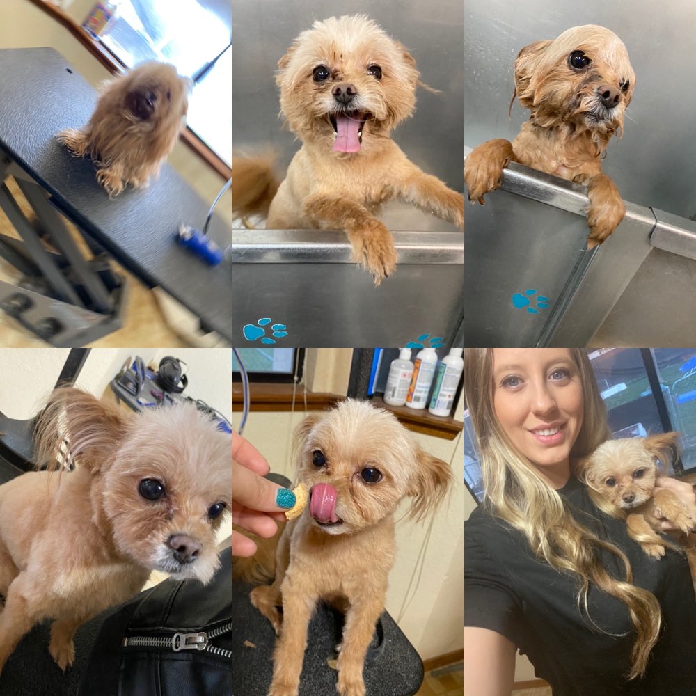 ELK GROVE PET RESORT AND SPA Updated July 2024 80 Photos & 46 Reviews 7240 Grant Line Rd