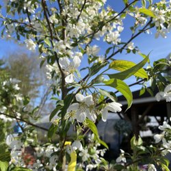 Riverdale Farm & Garden - Gorgeous flowering crabapple