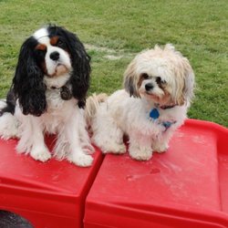 Fur Haven Dog Park - Murfee & Miko enjoying one of the play structures