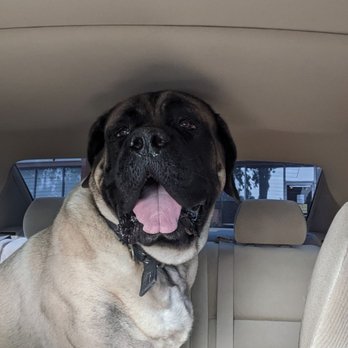 Parkway Animal Center - Jeff is happy to be going home!! - Pet Groomers Near Me - Fairfield, California