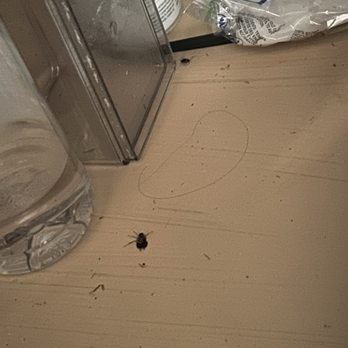 Bees Ferry Apartments - Roaches in the cabinets - Apartments Near Me - Charleston, South Carolina Bees Ferry Apartments - Roaches in the cabinets - Apartments Near Me - Charleston, South Carolina