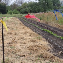 Namu Gaji Farm - The soil is never tilled and all farming is done by hand.