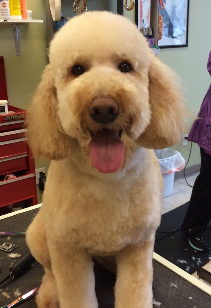 FOUR PAWS ONLY Updated October 2024 12 Reviews 5618 Fish Rd