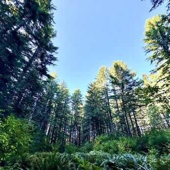 Millersylvania State Park - Millersylvania Walk/Hike path. - Lakes Near Me - Olympia, Washington Millersylvania State Park - Millersylvania Walk/Hike path. - Lakes Near Me - Olympia, Washington