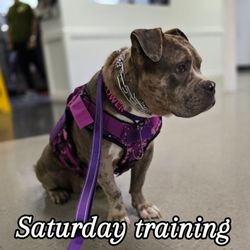 Working Dogs For Warriors - Saturday training
