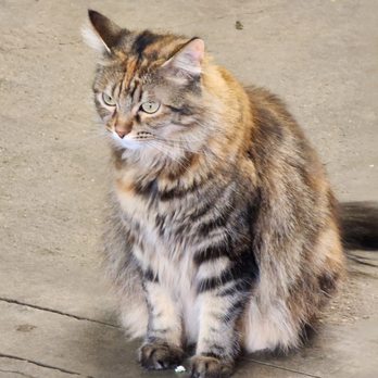 Rosemill - Precious, the cat - Florists Near Me - Whittier, California Rosemill - Precious, the cat - Florists Near Me - Whittier, California