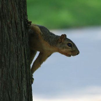 Willow Creek Recreational Park - Willow Creek Park Tree Squirrel. Photo by Happy Tails Pet Pal, LLC. - Parks Near Me - Plano, Texas Willow Creek Recreational Park - Willow Creek Park Tree Squirrel. Photo by Happy Tails Pet Pal, LLC. - Parks Near Me - Plano, Texas