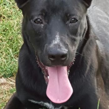 Countess Critters - I survived Parvo and now I'm healthy as a horse and as big as one too! - Pet Sitting Near Me Countess Critters - I survived Parvo and now I'm healthy as a horse and as big as one too! - Pet Sitting Near Me