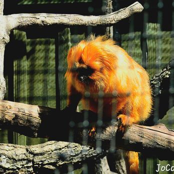 Micke Grove Zoo - That vibrant orange hue - Zoos Near Me - Lodi, California Micke Grove Zoo - That vibrant orange hue - Zoos Near Me - Lodi, California