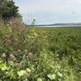 Photo of Blanding Landing