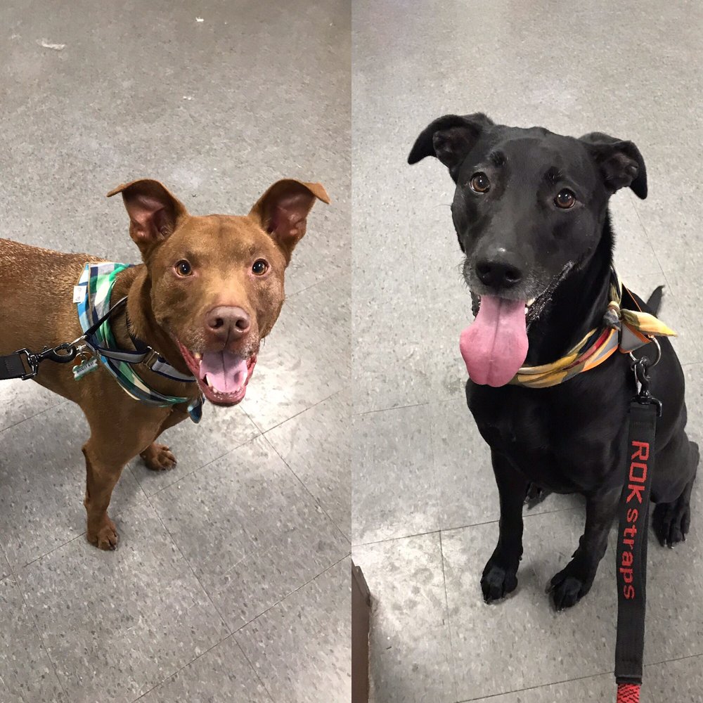 ALL ABOUT PETS GROOMING 16 Photos & 34 Reviews Pet Groomers 240 Newton Rd, Raleigh, NC