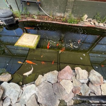 Cypress Gardens - Fish in Pond - Parks Near Me - Moncks Corner, South Carolina Cypress Gardens - Fish in Pond - Parks Near Me - Moncks Corner, South Carolina