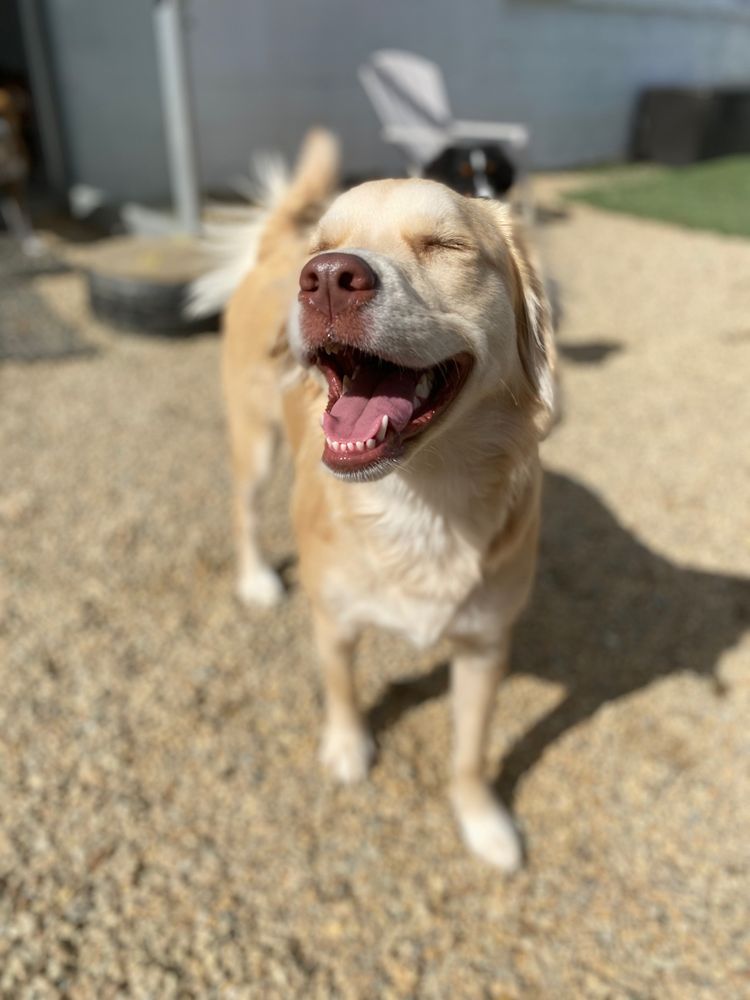 SHIPYARD DOG 29 Photos & 23 Reviews 191 Beal St, Hingham