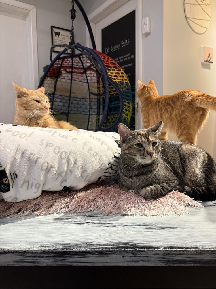 Food from Cattfeinated Cat Cafe