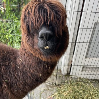 Little Explorers Mobile Petting Zoo - Party & Event Planning Near Me Little Explorers Mobile Petting Zoo - Party & Event Planning Near Me